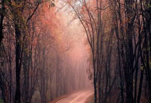 胜游亚洲：[天下足球]马塞洛：蓬头飞翼.